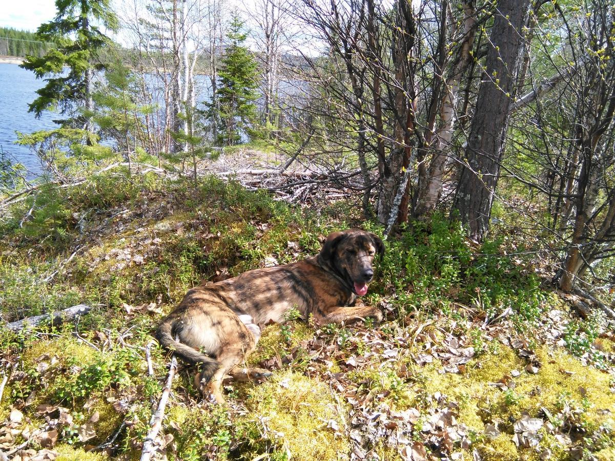 Gafsele Lappland Hostel Vaster Gafsele Екстер'єр фото